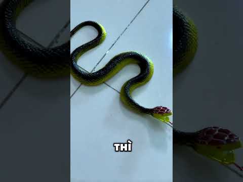 Đừng sợ #viralvideo #xuhuong #funny