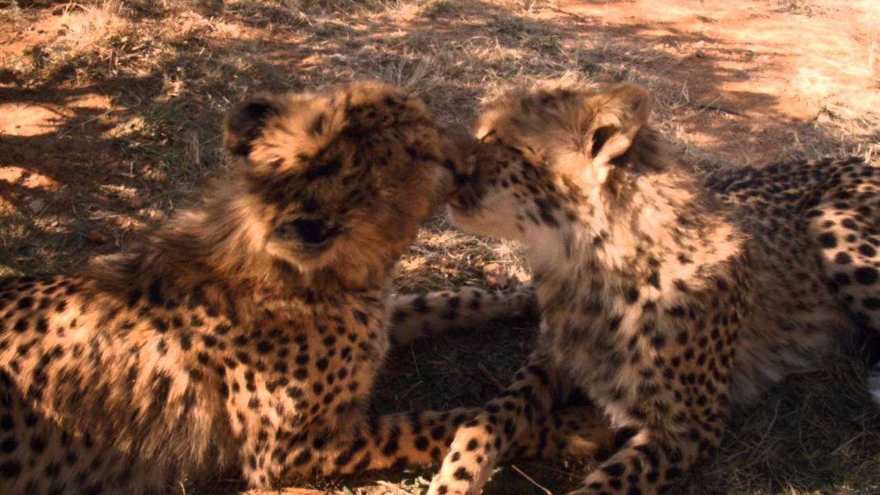 African Safari Trailerin pikkukuva