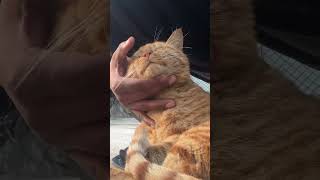 Cute Billa 🐱 #cats #orangecat #catactivities  #orangecatbehavior #cutecats