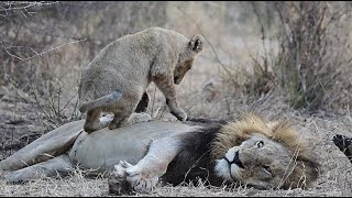 Lion pride life cubs playing with adults and running around relaxed and playful Kruger National Park