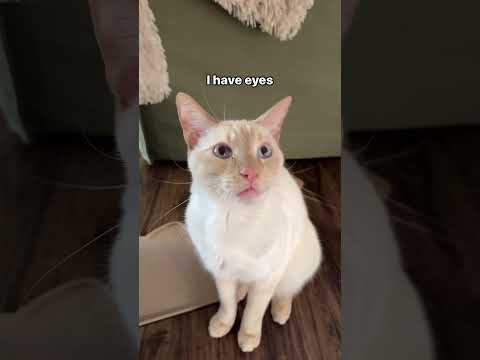 Just kidding, I swear the blind kitties get around better than the seeing kitties. #blindcat #kitty