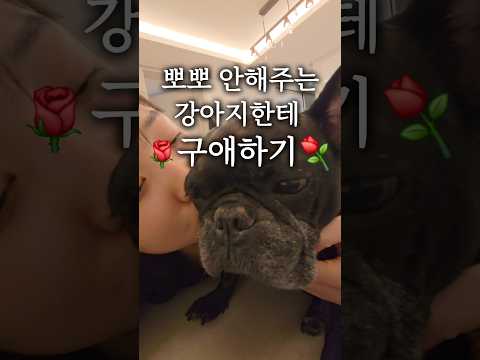 아 한 번만 걍 해달라고 진짜☝️ #일상 #프렌치불독 #강아지 #지박이 #반려견