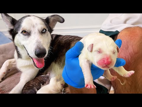 Helping My Pregnant Husky Give Birth to 9+ Puppies!
