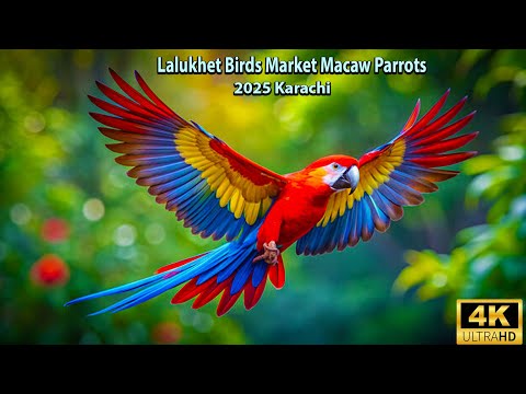 Lalukhet Macaw Market Karachi 2025 Karachi Latest Updates