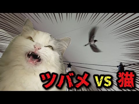家の中にツバメが入ってきて猫たちがヤバいことになってました【関西弁でしゃべる猫】【猫アテレコ】