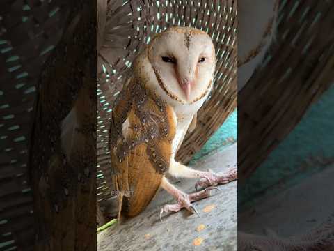 We Rescued This Beautiful Owl🦉| ESKI YT