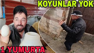 YAĞMUR YAĞDI KOYUNLAR KAYBOLDU.GÜNDE 1 YUMURTA..EFSANE KAHVALTI.