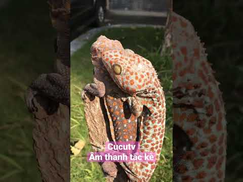 Tắc kè, nhạc tắc kè mới #kucing #gecko #bebek #tắc_kè #iguana #kucinglucu #shorts #short #tokek