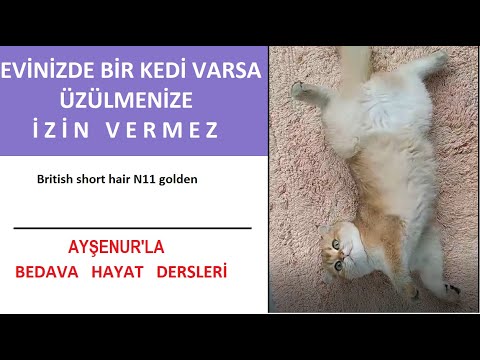 Bir Kediniz Varsa Ağladığınızda Gelip Güldüren Biri  İyileştiren Biri Var Demektir