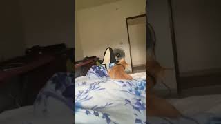 How my cat usually wakes me up #shorts