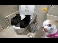 Pets and Their Playful Antics