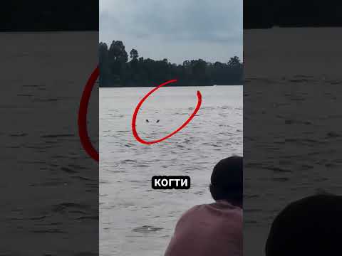 Крокодилы притворяются тонущими! 🐊😱 #природа
