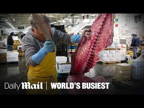 America’s Largest Fish Market Moves 2 Million Pounds of Fish Nightly | World’s Busiest | Daily Mail