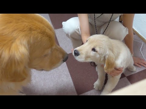 ようこそジョイ家へ、これからよろしくね！