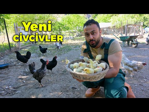 🐣 Muhteşem Civciv Çıkımı! 😍 - Yeni Minik Civcivlerimiz 🐥 - Yeni Tavuklarımızla Sürümüzü Büyütüyoruz