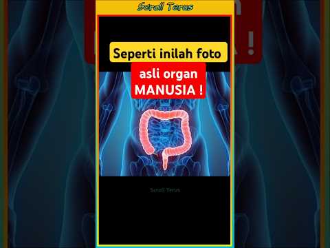 Seperti inilah organ tubuh manusia asli #shorts