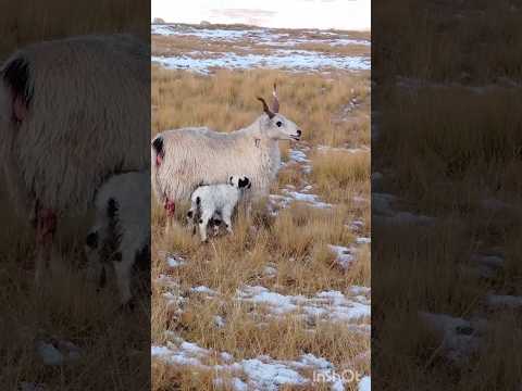 Sheep 🐑#shortsvideo