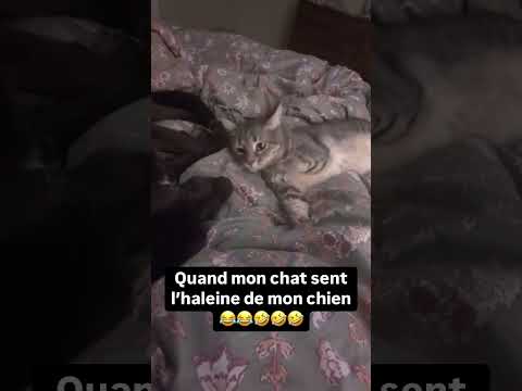Apparement il pu de la gueule #mdr