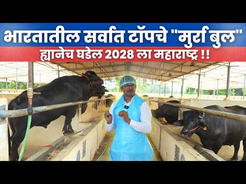भारतातील सर्वात टॉपचे "मुर्रा बुल" !! ह्यानेच घडेल २०२८ ला महाराष्ट्र