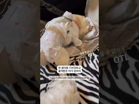 ❤️1000만❤️ 처음 기저귀차서 충격받은 강아지 #shorts
