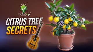 CITRUS TREE SECRETS – GARDEN TIPS MUSICAL | HOW TO GROW LEMON TREE IN POTS