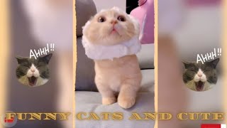 funny cats and cute!🤣🤣🤣🐈#funny cats,cute cats,cute animals,cute dogs and cats#