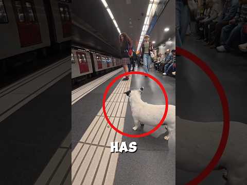 This dog waited for the train to arrive 🐕‍🦺 ❤️  #shorts