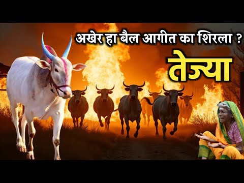 दिवाळीच्या फटाक्यांनी लागलेल्या आगीतून मालकाला वाचविणारा बैल | तेज्या #divali #dipawali #khilar