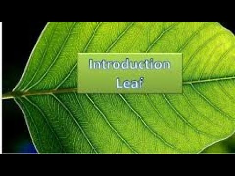 Chapter 1 biology leaf class 6 icse