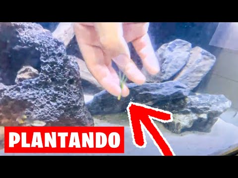 PLANTANDO UNA NUEVA PLANTA EN MI ACUARIO DE GUPPYS