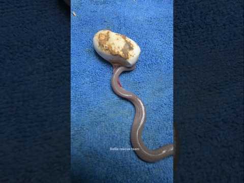 Baby cobra snake live birth #trending viral video