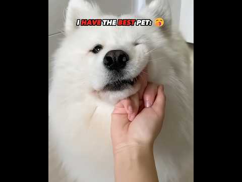 The Best PET ☠️ | #edit #viralvideo #skulledit #newyork #usa