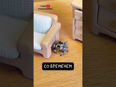 Королевский Паук-скакунчик 🕷️  Самый Милый Паук