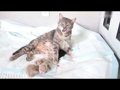 Yesterday she was still a virgin, but today she is already mother of 6 beautiful kittens!