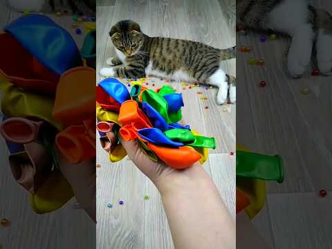 Cat Barsik Beads 📿🌈🎈 Reverse video #cat #reverse #marblerunandmore