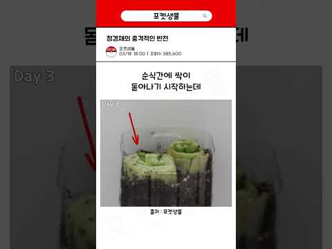 집에서 청경채를 키우면?
