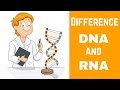 RNA Structure and Function Concepts