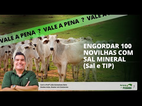 Vale pena engordar 100 novilhas com sal mineral ?  (Sal e TIP)