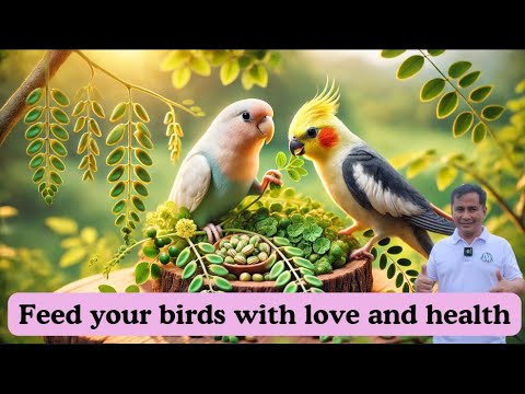 Feeding My Cockatiels and Lovebirds The Power of Moringa for Happy Birds!