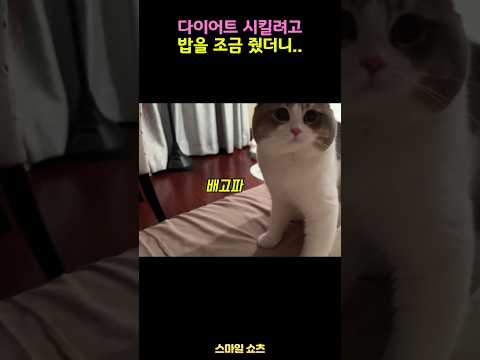 다이어트 시킬려고 밥을 줬더니 고양이의 반응