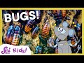 Insect World and Their Fascinating Features