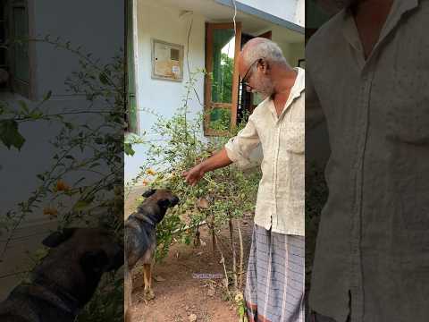 ഇനി ആർക്കെങ്കിലും ഇത് അറിയാതെ ഉണ്ടോ? 🤷‍♂️ #chottu #dog #doglover #laika