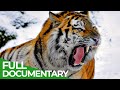 Big Cats: The Majestic Predators