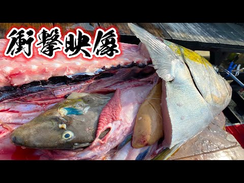 巨大ヒラマサ解体ショー中に事件が…