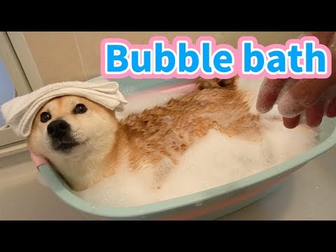 柴犬小春　ENG sub 泡風呂でGWの汚れもスッキリ！Bubble bath