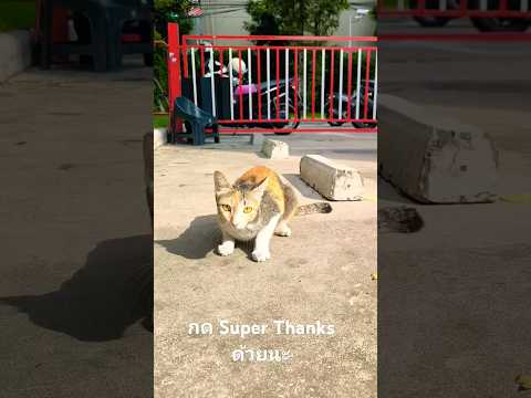 แมวสีสวาทหนีคนกดSuperThanksด้วยนะ โปร Only แมวสีสวาทหนีคนกดSuperThanksด้วยนะ