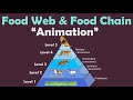 Exploring the Dynamics of Food Webs and Chains