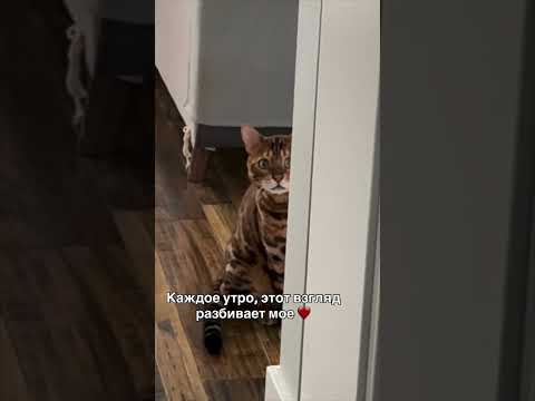 хозяйка оставляет кота дома