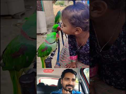 അവളുടെ കുഞ്ഞിക്കൈകളിലെ വലിയ സ്നേഹം! 🦜❤️ Big love in her tiny hands! #shorts #funny #love