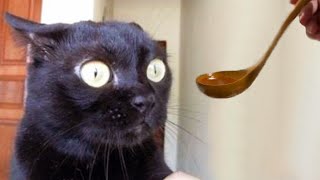 Animals will break your heart 🐱🐶 Cute and funny animals 2024 😍